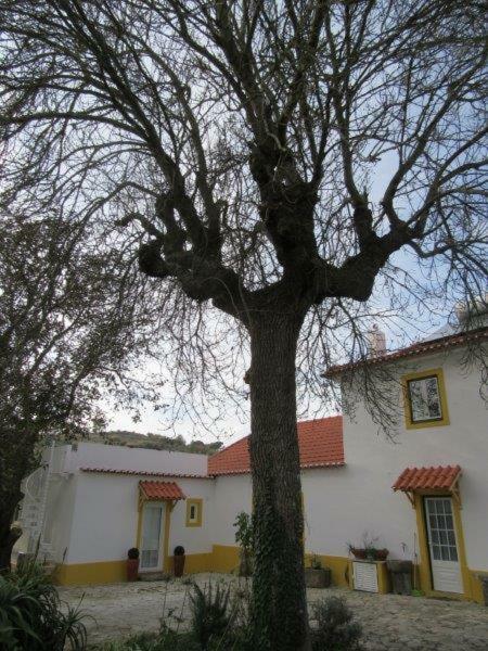 Quintal Do Freixo - Country House Sobral de Monte Agraco Ngoại thất bức ảnh
